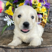 Golden Retriever Puppy Lavern