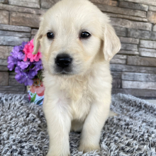 Golden Retriever Puppy Lavern