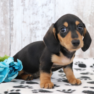 Dachshund Puppy Kylo