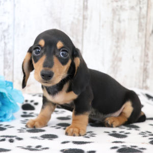 Dachshund Puppy Kylo