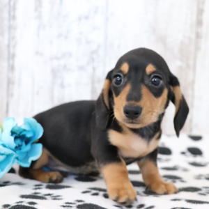 Dachshund Puppy Kylo