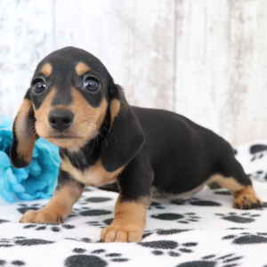 Dachshund Puppy Kylo