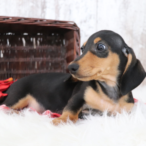 Dachshund Puppy Kylo
