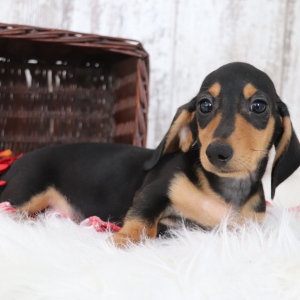 Dachshund Puppy Kylo
