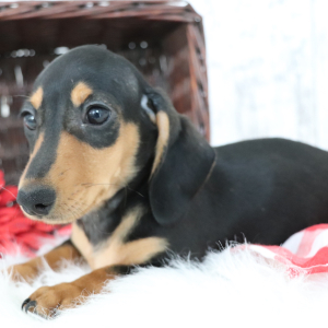 Dachshund Puppy Kylo