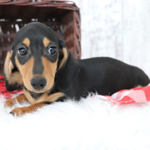 Dachshund Puppy Kylo