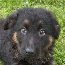 German Shepherd Dog Puppy Chrissy