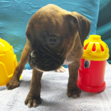 Boxer Puppy Hercules