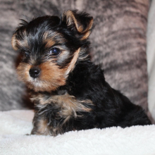 Yorkshire Terrier Puppy Chevy