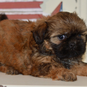 Shih Tzu Puppy Nova