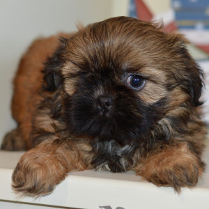Shih Tzu Puppy Nova