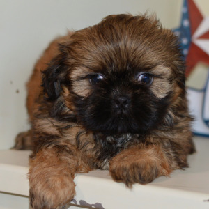 Shih Tzu Puppy Nova