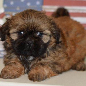 Shih Tzu Puppy Nova