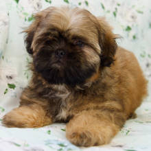 Shih Tzu Puppy Nova