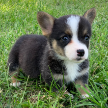 Pembroke Welsh Corgi Puppy Tucker Ray