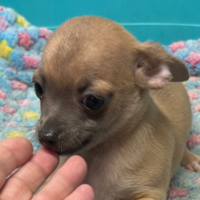 Chihuahua Puppy Charlie