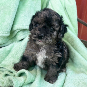 Goldendoodle Puppy Polly