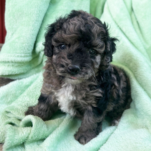 Goldendoodle Puppy Polly