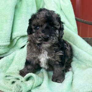 Goldendoodle Puppy Polly