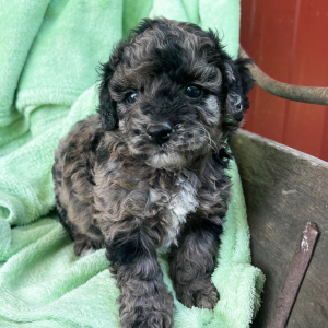 Goldendoodle Puppy Polly