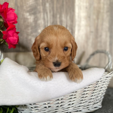 Cockapoo Puppy Jo