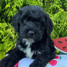 Labradoodle Puppy Buddy