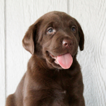 Labrador Retriever Puppy Felicity