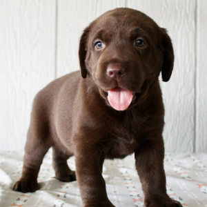 Labrador Retriever Puppy Felicity