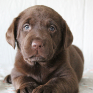 Labrador Retriever Puppy Felicity