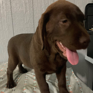 Labrador Retriever Puppy Felicity