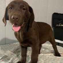 Labrador Retriever Puppy Felicity
