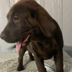 Labrador Retriever Puppy Felicity