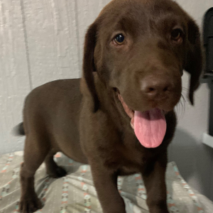 Labrador Retriever Puppy Felicity