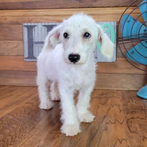 Schnoodle Puppy Gabby