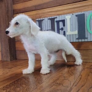 Schnoodle Puppy Gabby