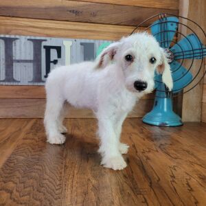 Schnoodle Puppy Gabby