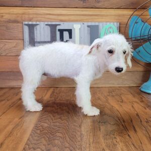 Schnoodle Puppy Gabby