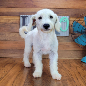 Schnoodle Puppy Gabby