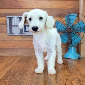 Schnoodle Puppy Gabby