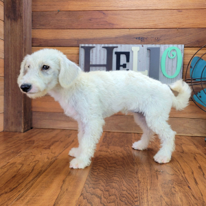 Schnoodle Puppy Gabby