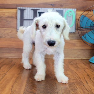 Schnoodle Puppy Gabby