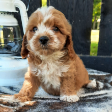 Cavapoo Puppy Gina