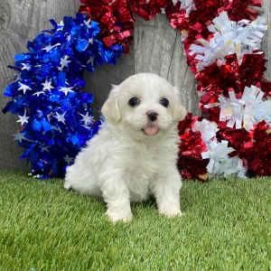 Maltipoo Puppy Gabby