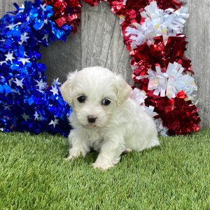Maltipoo Puppy Gabby