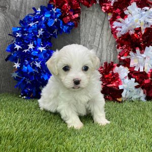Maltipoo Puppy Gabby