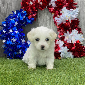 Maltipoo Puppy Gabby