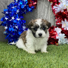 Maltipoo Puppy Goldie