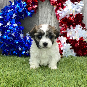 Maltipoo Puppy Goldie
