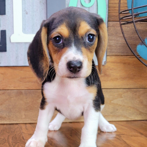 Beagle Puppy Polly