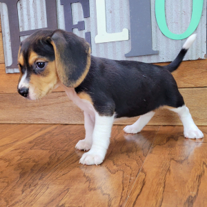 Beagle Puppy Polly